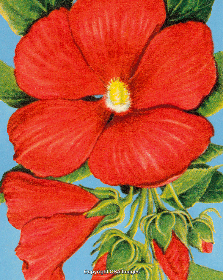 Close-Up of Vibrant Red Hibiscus Flower with Lush Green Leaves