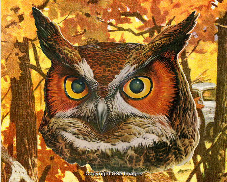 Illustration of an Owl in Autumn Forest with Golden Leaves