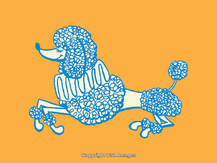 Blue Line Art Poodle Illustration on a Vibrant Orange Background