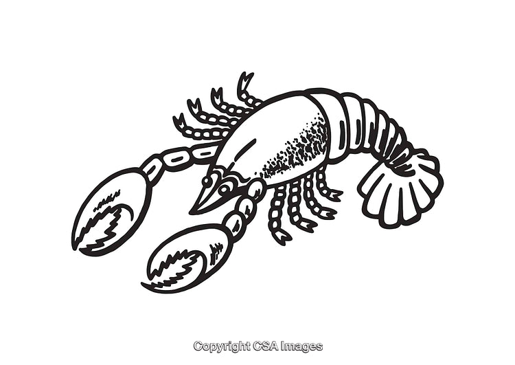 Black and White Line Art Illustration of a Lobster