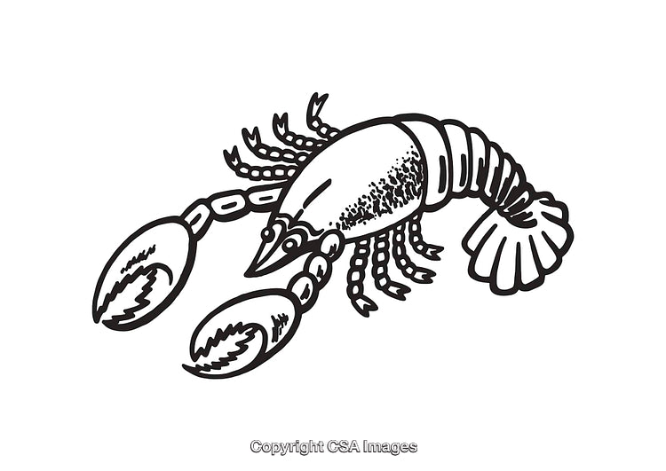 Black and White Line Art Illustration of a Lobster