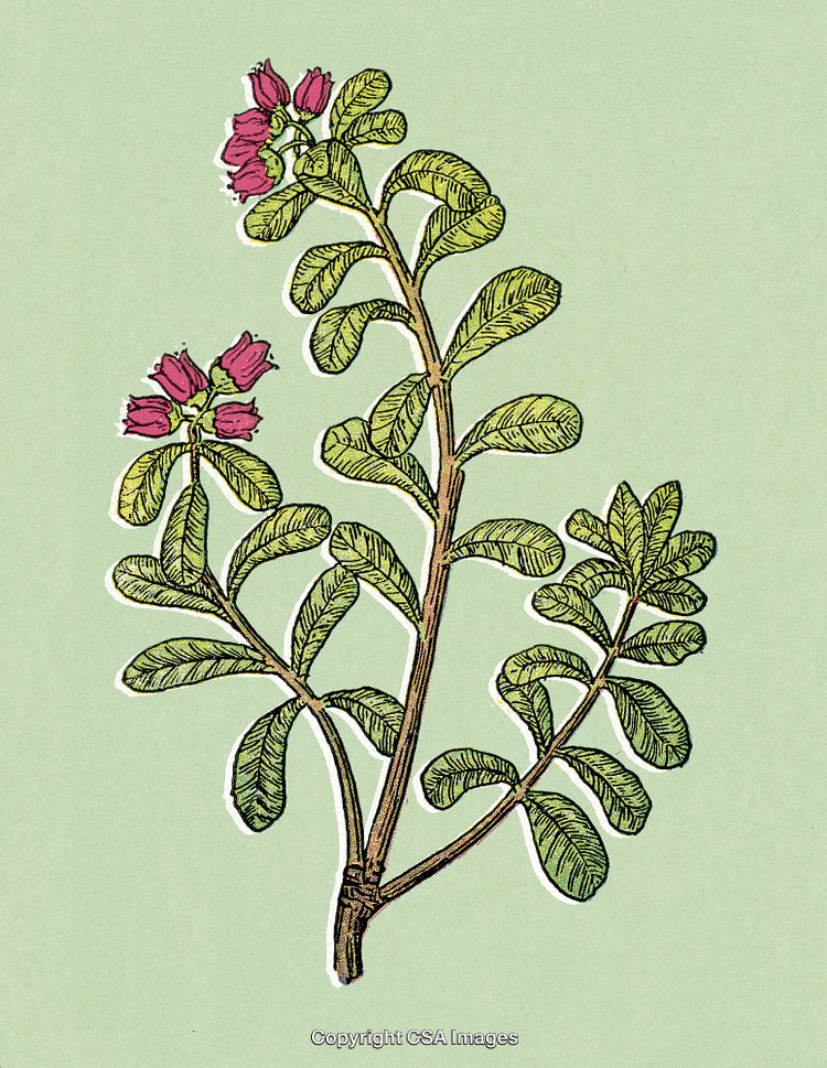Botanical Illustration of a Flowering Plant on Green Background