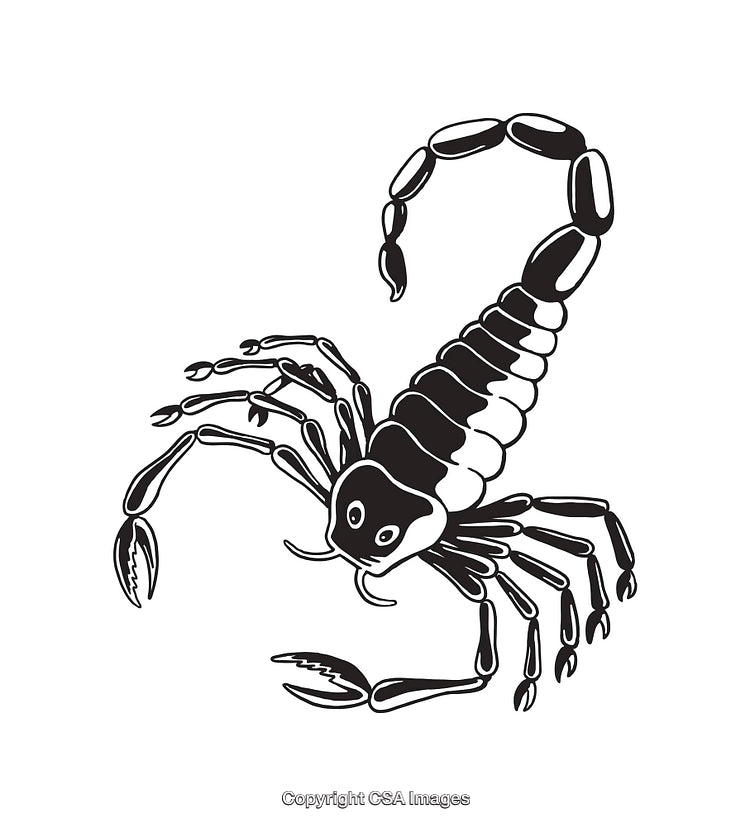 Detailed Black and White Illustration of a Scorpion in Line Art Style