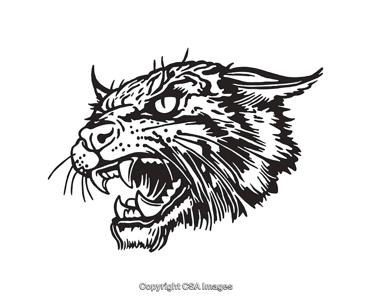 Fierce Wildcat Head Drawn in Bold Black and White Line Art