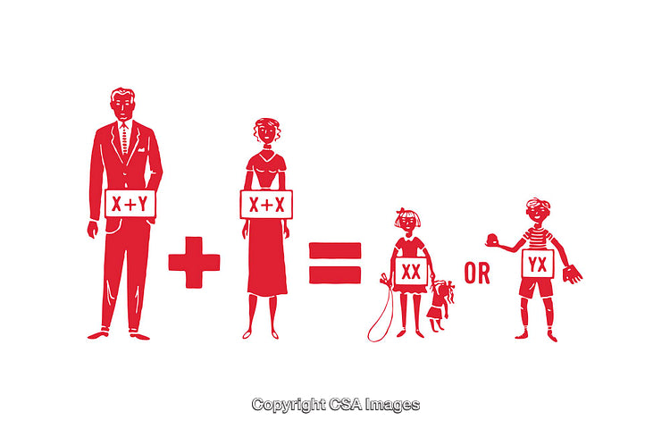 Illustrative Diagram Depicting Human Genetics and Chromosome Exchange Process