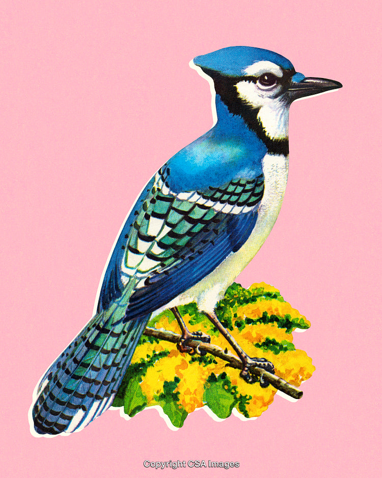 Beautiful Blue Jay Illustration with Pink Background and Yellow Flowers