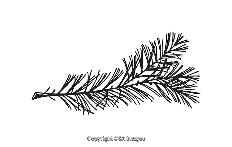 Black And White Line Art Illustration of a Delicate Pine Branch