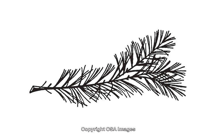 Black And White Line Art Illustration of a Delicate Pine Branch
