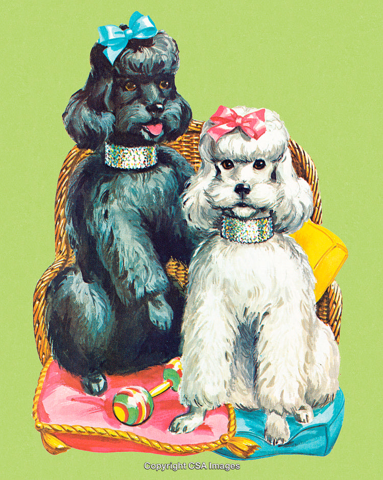 Two Elegant Poodles with Decorative Bows Resting on a Colorful Cushion
