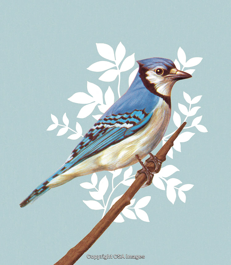 Beautiful Illustration of a Blue Jay Perched on a Branch with Leaves