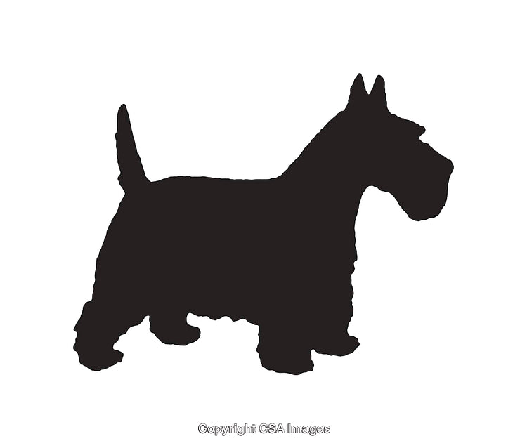 Silhouette of a Scottish Terrier Dog in a Standing Pose