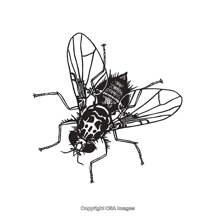 Detailed Black and White Line Art Illustration of a Fly