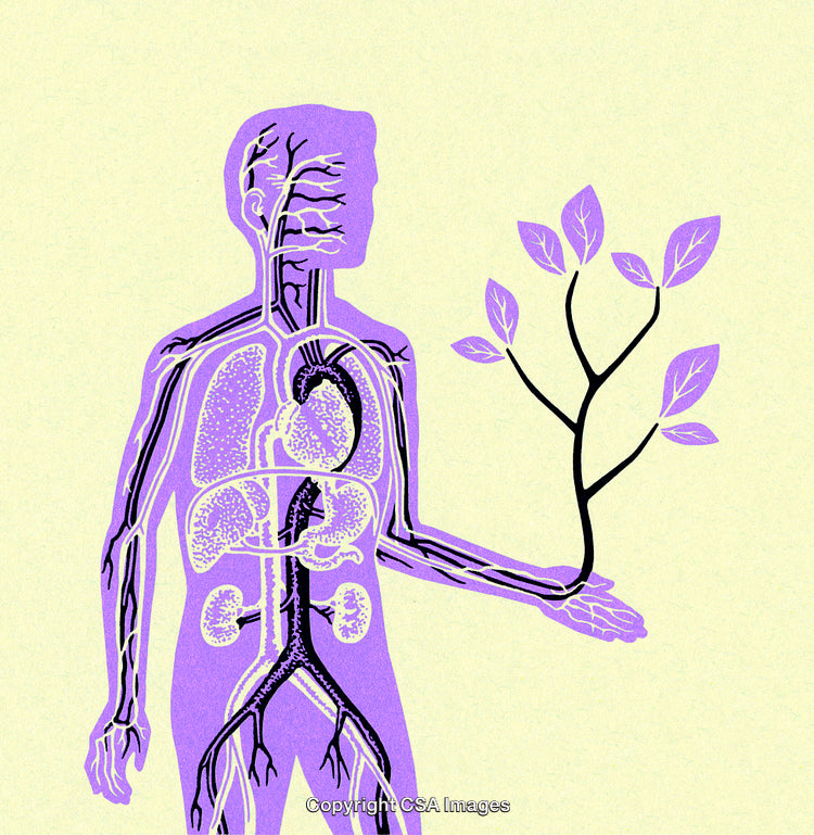 Human Anatomy Illustration With Nature Element Highlighting Connection to the Environment