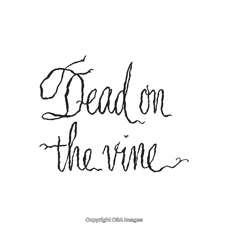 Handwritten Phrase 'Dead on the Vine' in Elegant Script on White