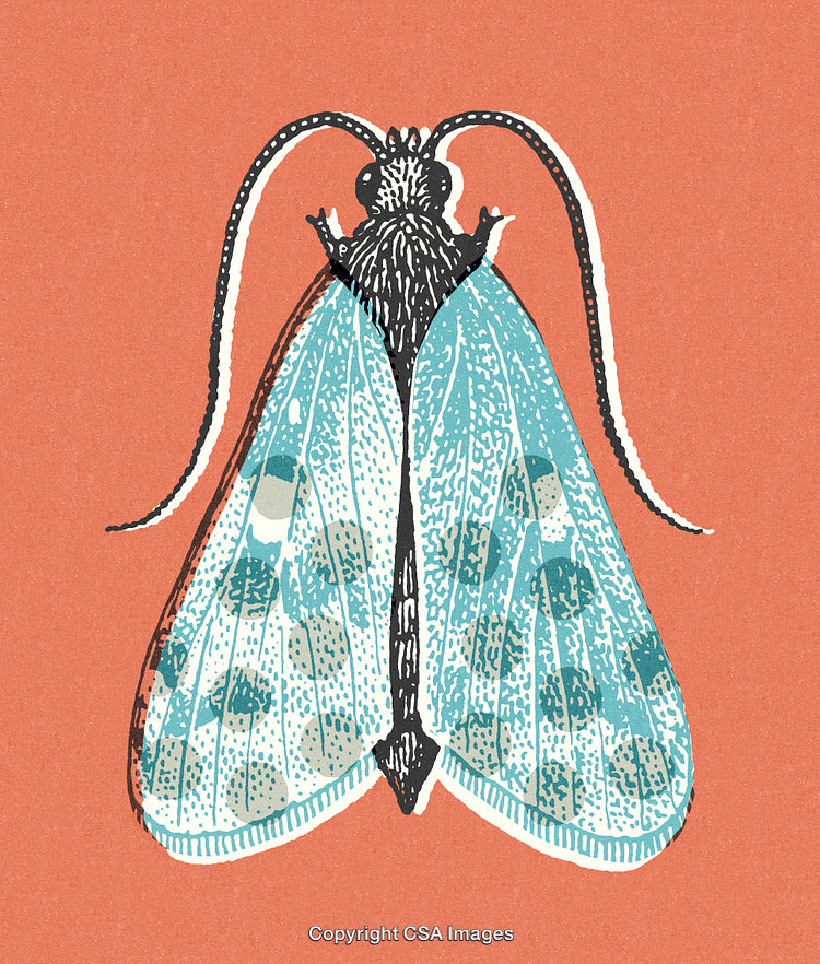 Illustration of a Detailed Moth with Blue Wings on an Orange Background