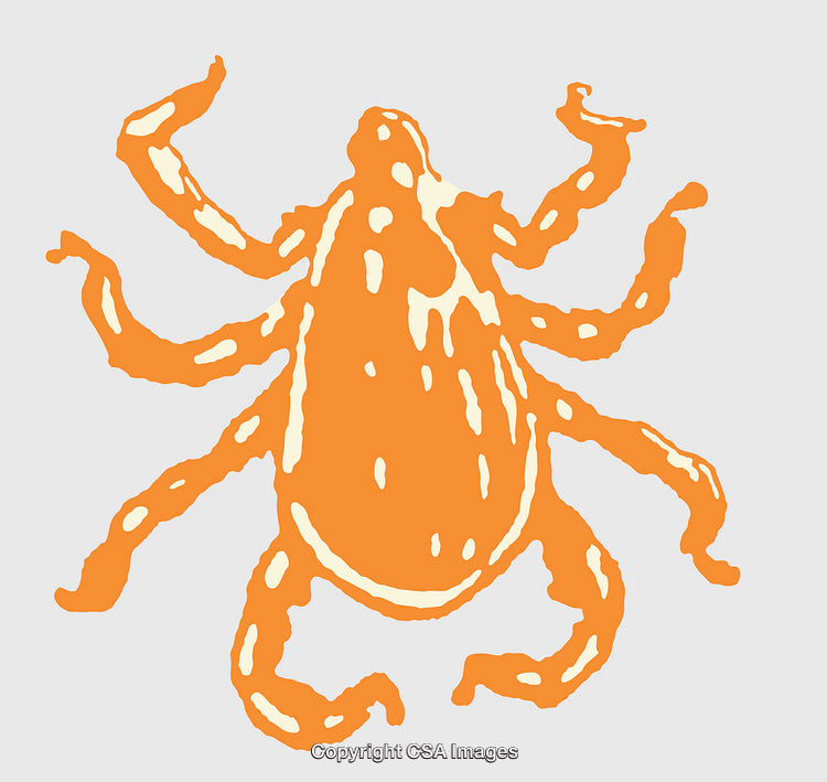 Orange Line Art Illustration of an Abstract Insect on Light Background