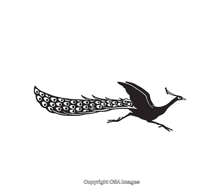 Stylized Black and White Line Art Illustration of a Running Peacock