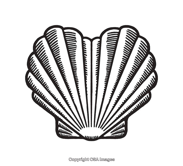 Black and White Line Art Illustration of a Heart Shaped Seashell