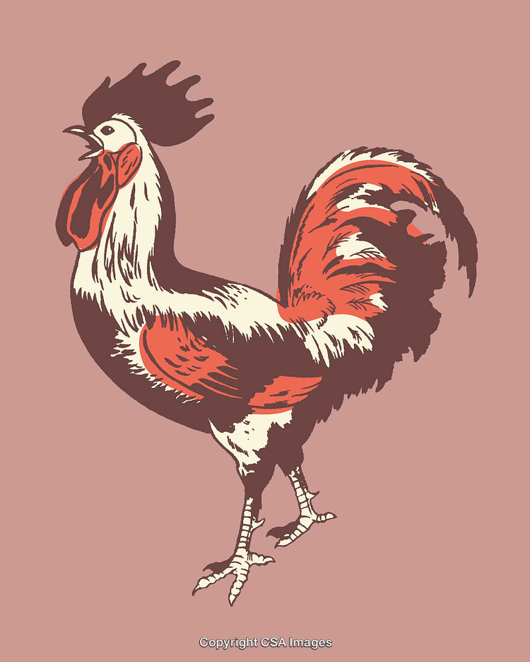 Colorful Rooster Illustration on a Pink Background for Artistic Creations