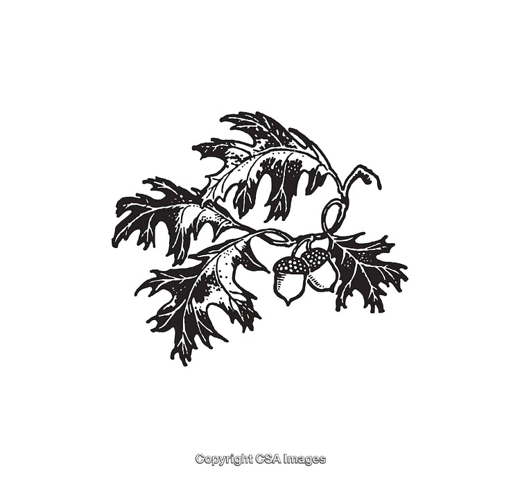 Intricate Black and White Line Art of Oak Leaves with Acorns