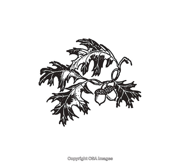 Intricate Black and White Line Art of Oak Leaves with Acorns