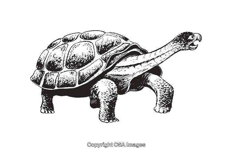 Detailed Black and White Line Art Illustration of a Tortoise
