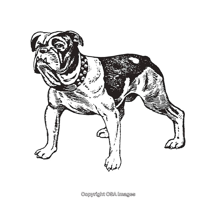 Detailed Black and White Line Art Illustration of a Bulldog