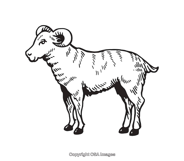 Hand-Drawn Black and White Illustration of a Standing Ram