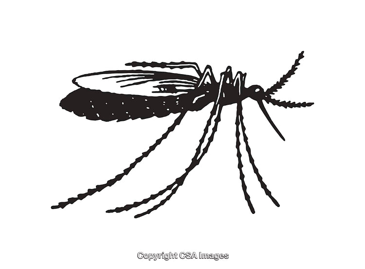 Black and White Line Art Illustration of a Mosquito