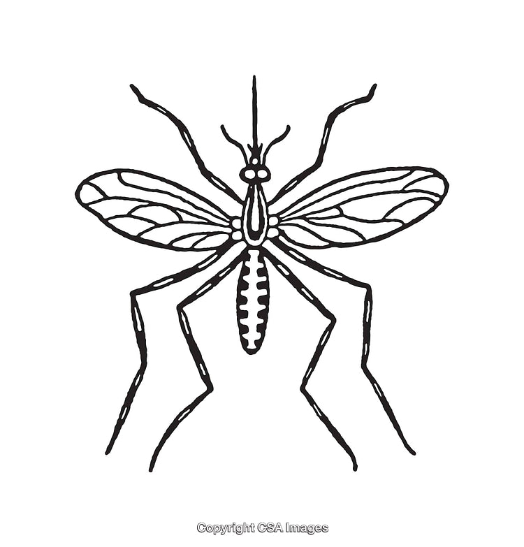 Hand-Drawn Line Art of Detailed Mosquito Illustration in Black and White