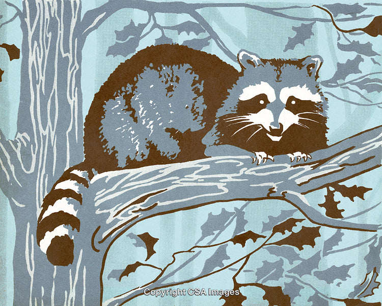 Illustrated Raccoon Resting on a Tree Branch in a Winter Forest Scene