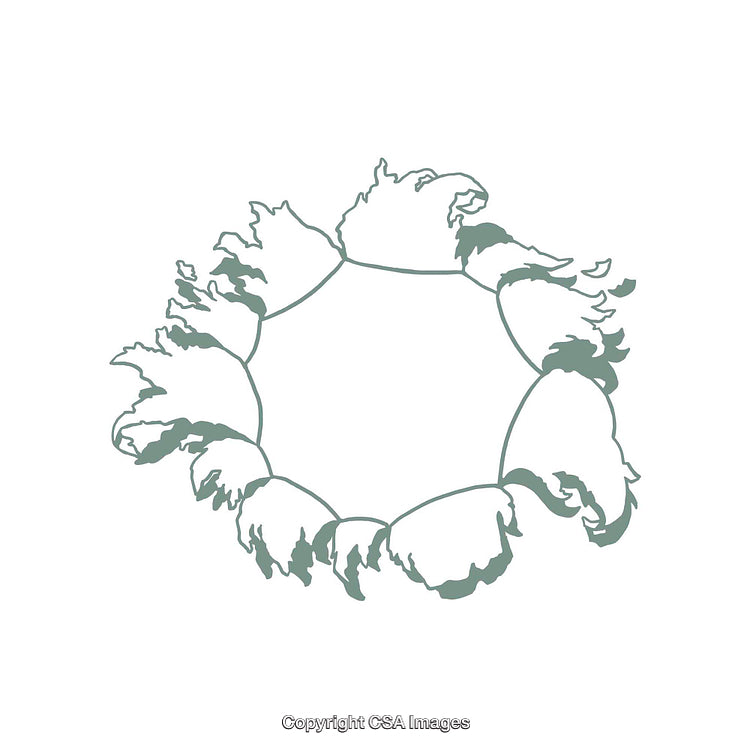 Elegant Floral Wreath Illustration with Minimalistic and Decorative Design