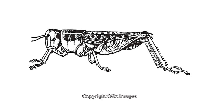 Black and White Grasshopper Line Art Illustration for Nature Enthusiasts