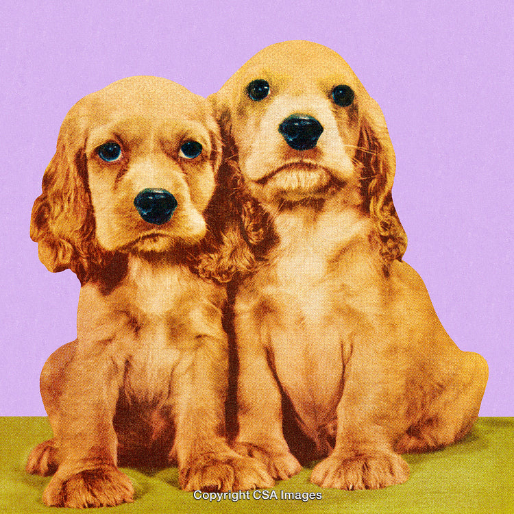 Adorable Pair of Golden Puppies Sitting Against a Pastel Background Setting