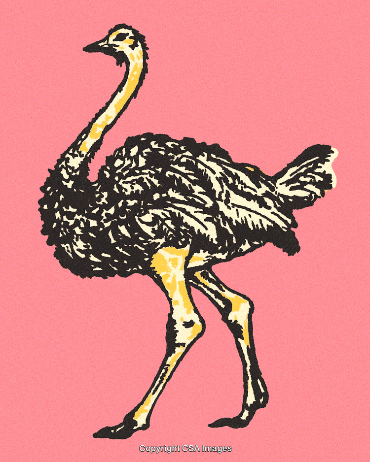 Illustration of an Ostrich on a Vibrant Pink Background