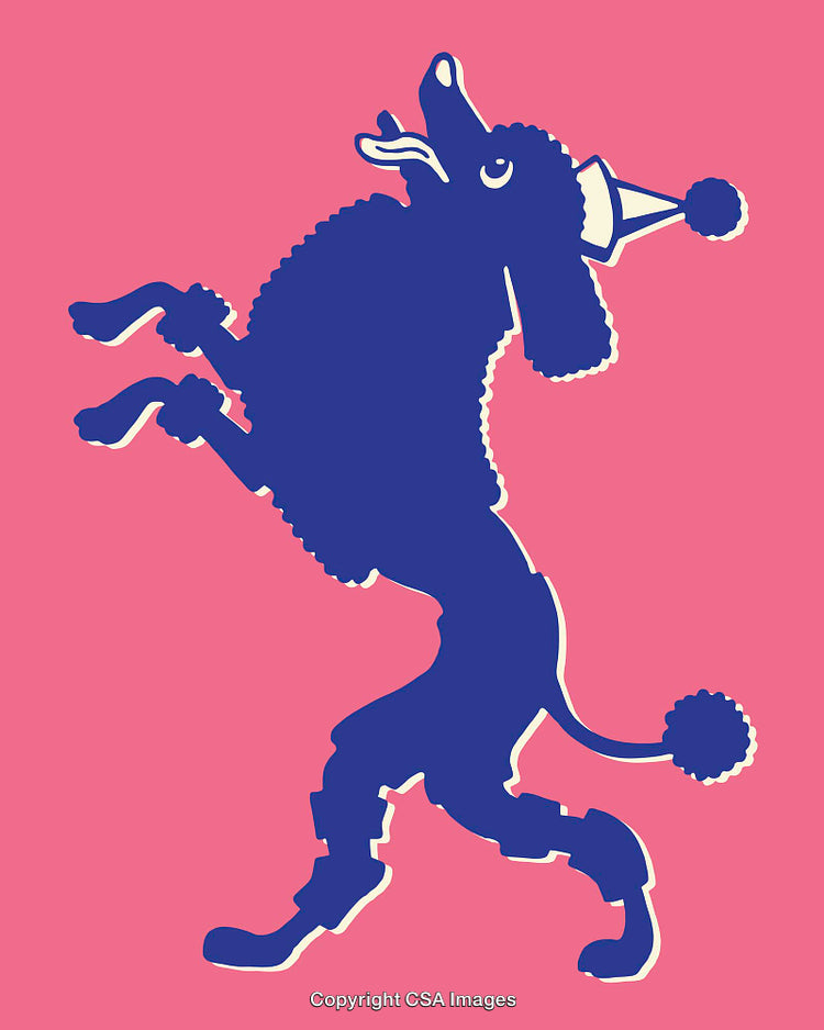 Colorful Illustrated Poodle in Hat on a Vibrant Pink Background
