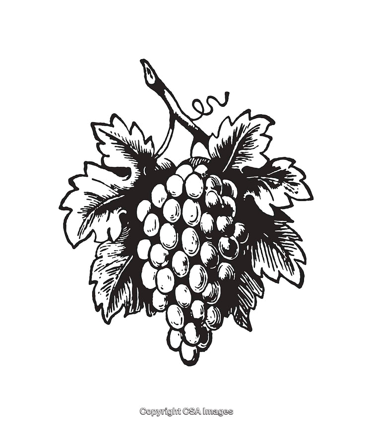 Black and White Line Art Illustration of Grapes with Leaves