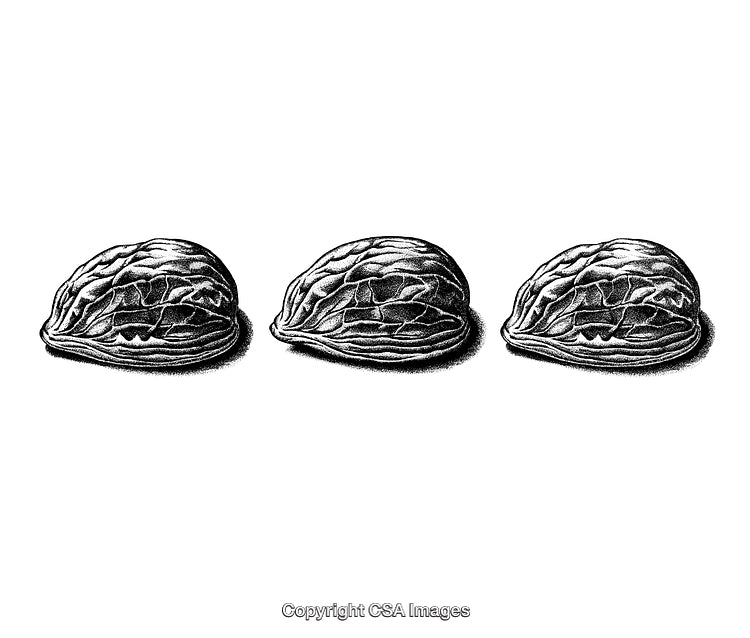 Engraved Black and White Illustration of Three Walnut Halves