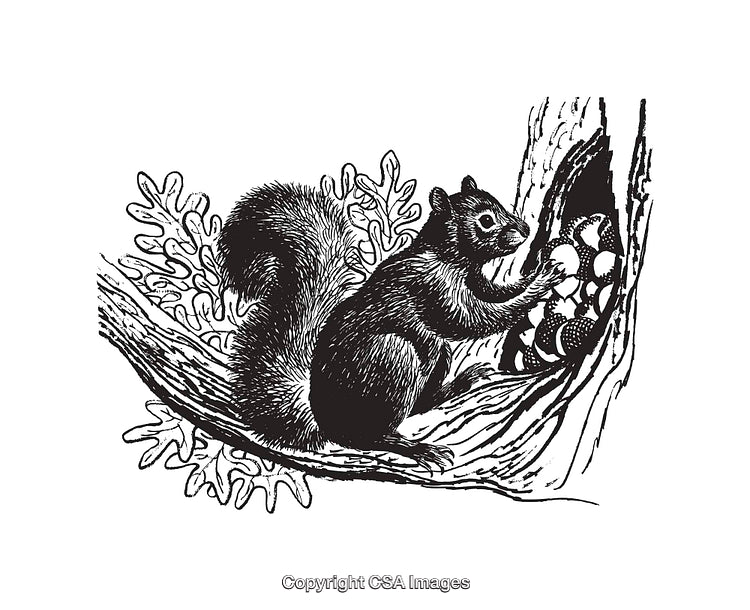 Detailed Black and White Line Art Illustration of a Squirrel in a Tree