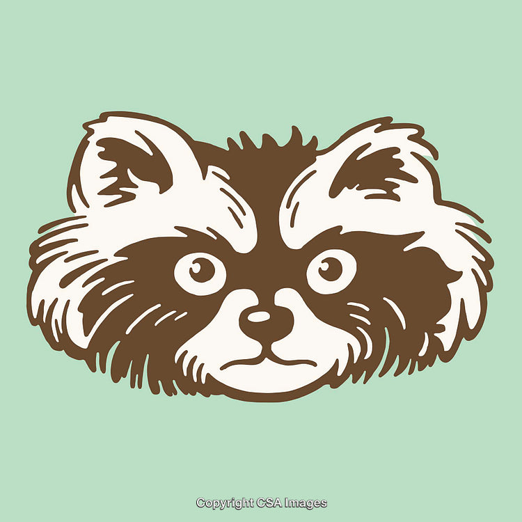 Illustration of a Raccoon's Face in Detailed Line Art Style