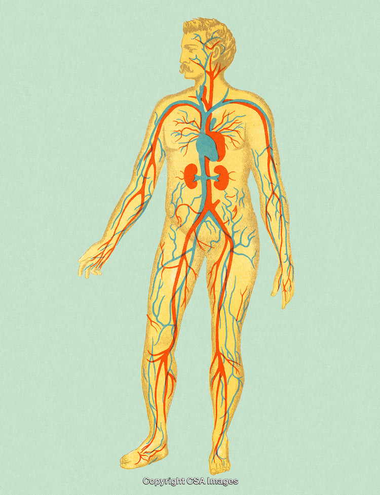 Illustrated Diagram of the Human Circulatory and Vascular System