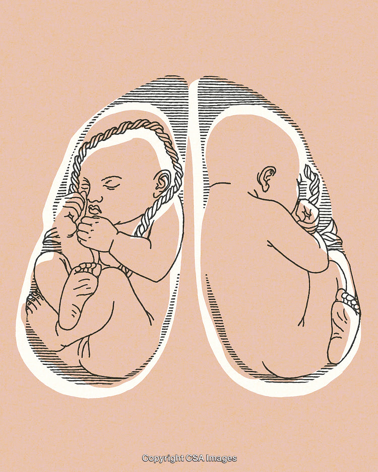 Illustration of Human Fetuses Depicted Within a Lung-Shaped Outline