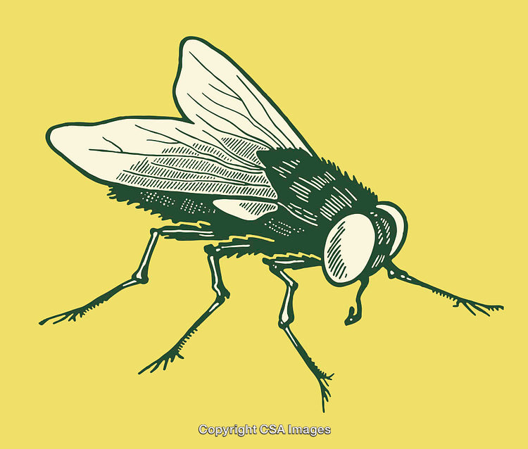 Intricate Line Art Illustration of a Fly on Yellow Background