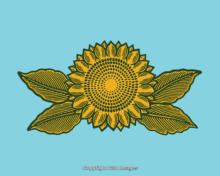 Detailed Sunflower Line Art Illustration on Blue Background