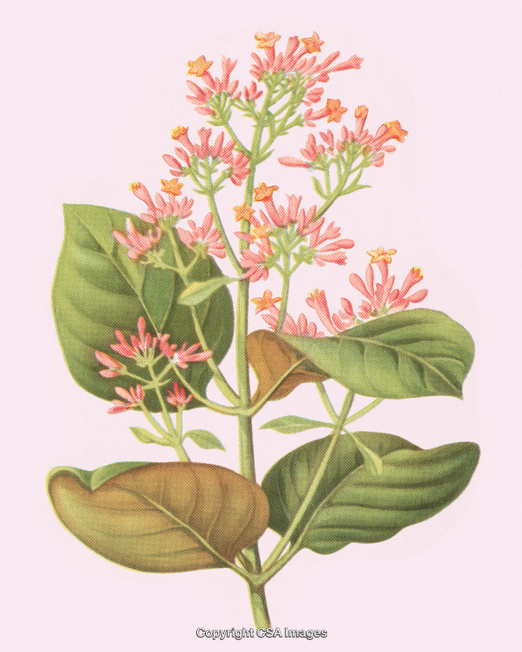 Delicate Botanical Illustration of Pink Blossoms on Green Foliage