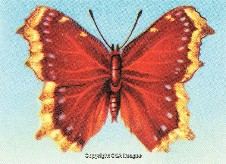 Red Butterfly with Golden Accents and Detailed Wing Patterns