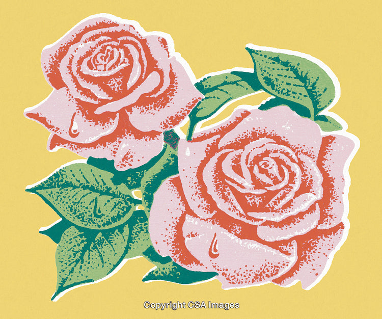 Pink Roses