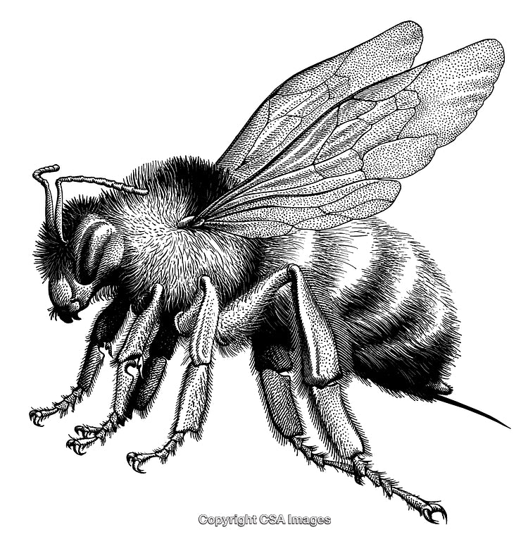 Highly Detailed Black and White Engraved Illustration of a Honey Bee