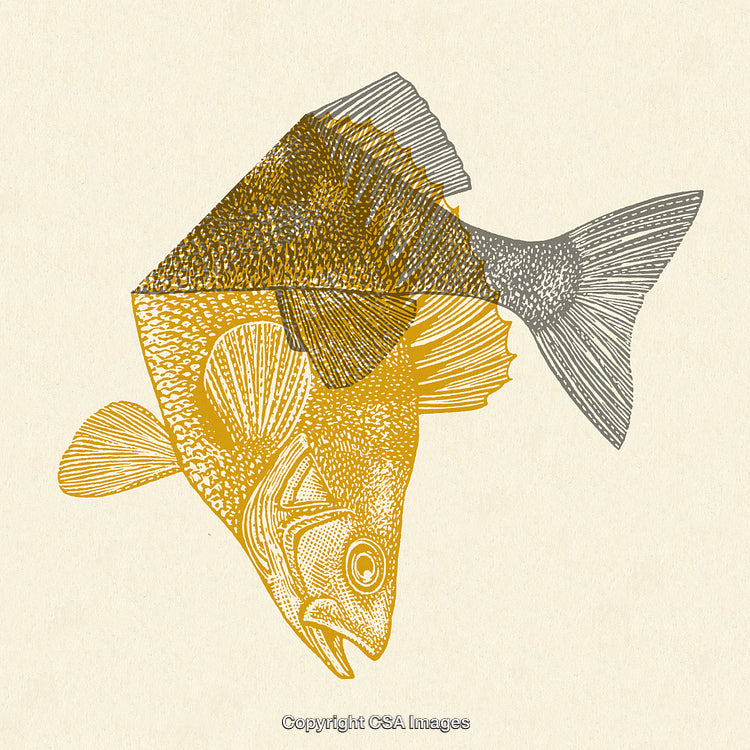 Unique Illustration of a Fish Divided Into Two Artistic Color Sections