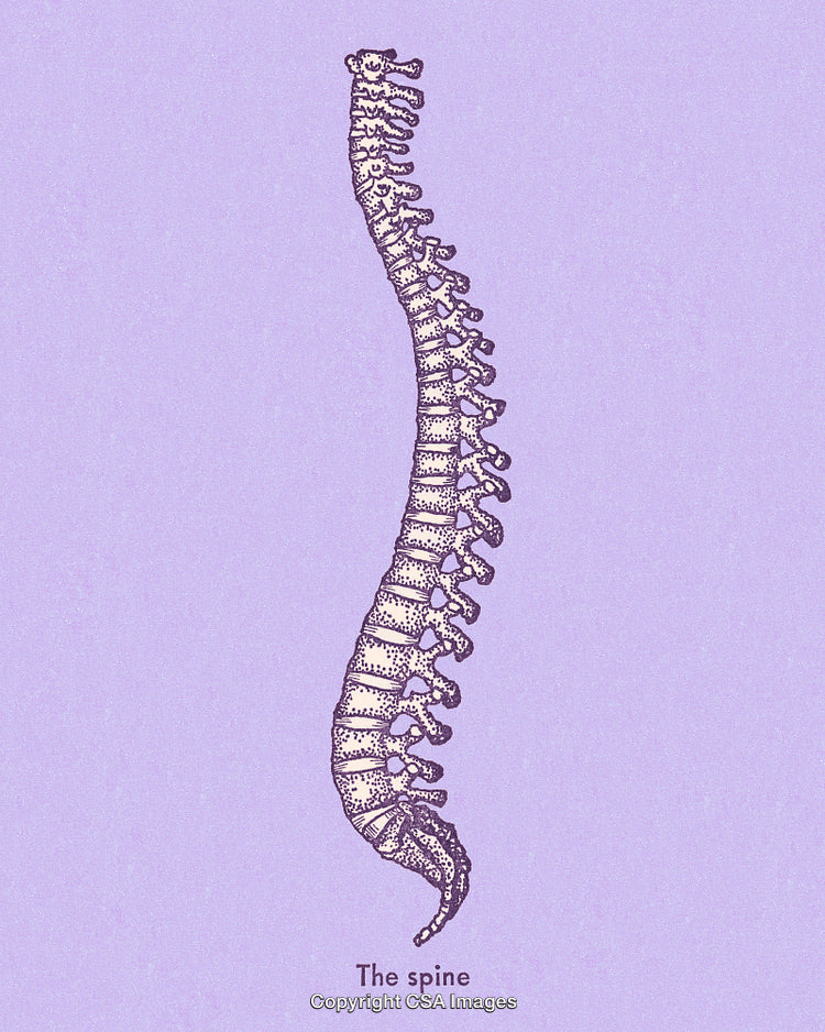 Detailed Illustration of a Human Spine on a Pastel Background